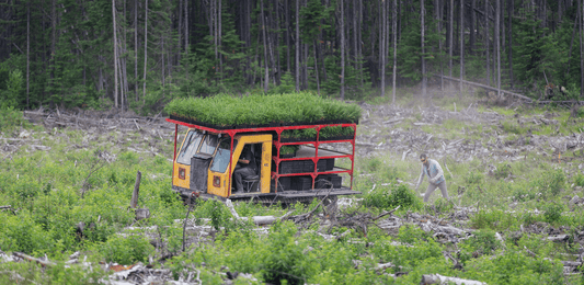 How do you plant a tree for $1 - Shop The Kei