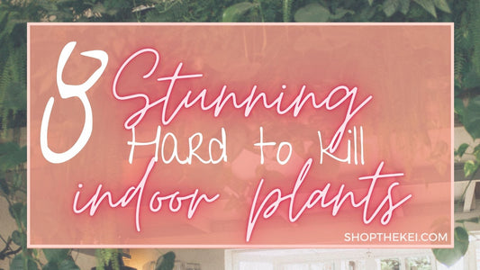 The easiest indoor plants - Shop The Kei