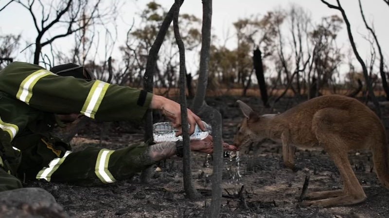 We're Planting Trees in Australia 🌱 - Shop The Kei