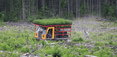 How do you plant a tree for $1