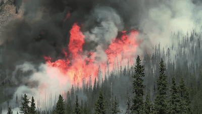 Planting One Million Trees in Canada